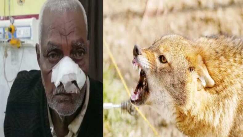घर के बाहर सो रहे ग्रामीणों पर जंगली जानवर का हमला, एक दर्जन लोग घायल