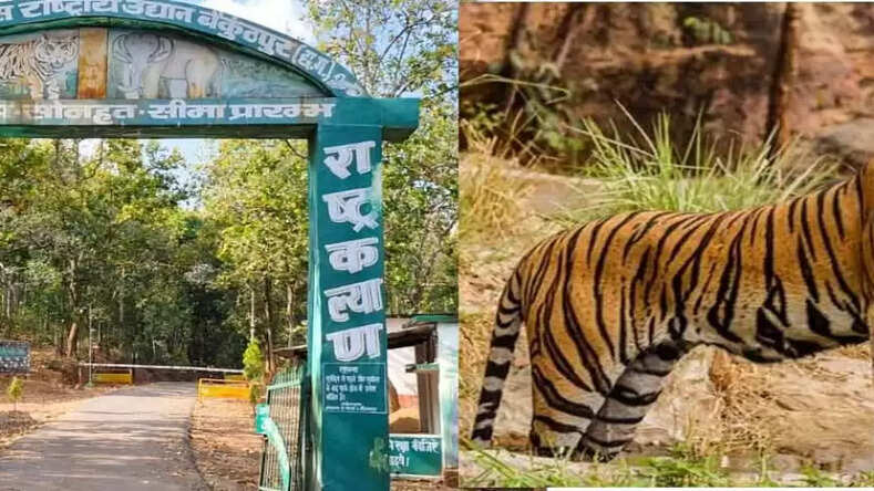 CG News: गुरु घासीदास- तमोर पिंगला को साय सरकार ने किया टाइगर रिजर्व के रूप में अधिसूचित