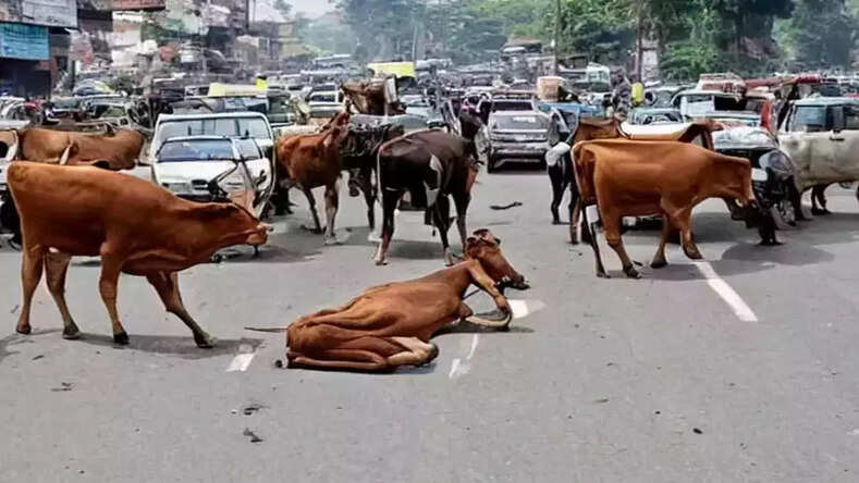 MP News: कटनी में बढ़ते सड़क हादसों को लेकर एक्टिव हुआ प्रशासन, 59 पशुपालकों पर एफआईआर दर्ज