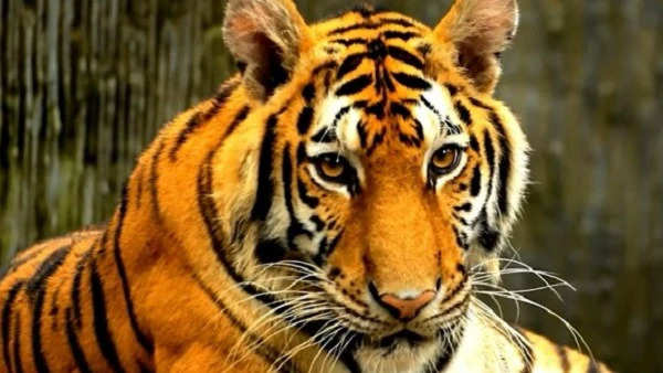 Tiger Project: मध्य प्रदेश में एक और नेशनल पार्क जल्द ही बाघों से होगा आबाद, जल्द होगी शिफ्टिंग