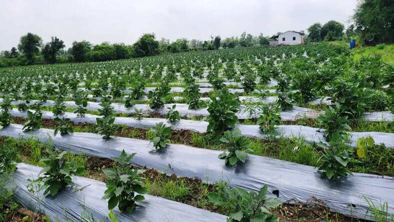 मुंगेली के किसान चिंतामणि