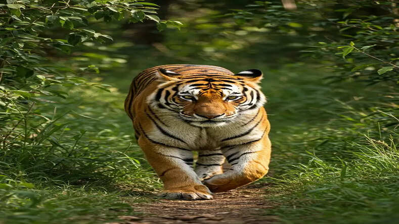 बाघ