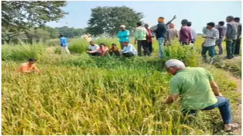  धान की फसल में पेनीकल माइटस मकड़ी एवं कीट नियंत्रण के लिए दी गई तकनीकी सलाह