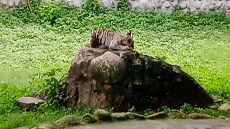 Gwalior News: ग्वालियर के गांधी प्राणी उद्यान में 5 माह के व्हाइट टाइगर की मौत, 15 दिन पहले भाई शावक ने तोड़ा था दम