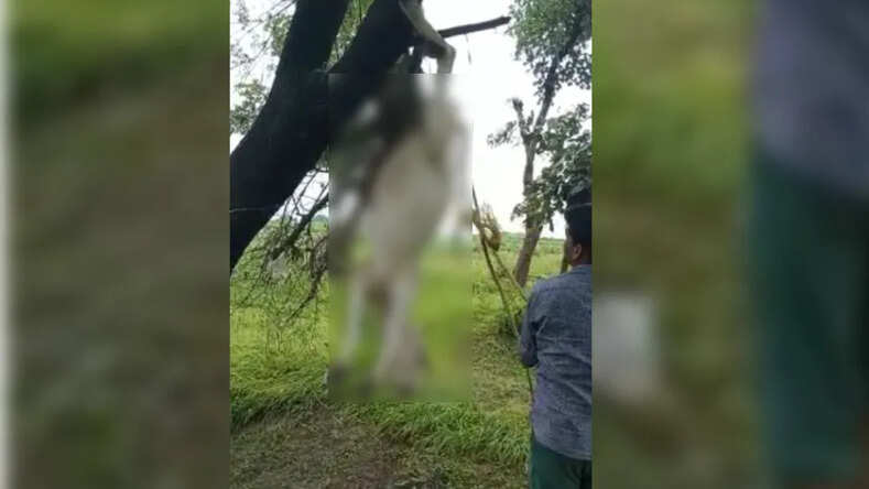 मध्यप्रदेश में खेत, नदी और पेड़ों पर लटके मिले गायों के शव, गोशाला संचालक समेत तीन पर मामला दर्ज 