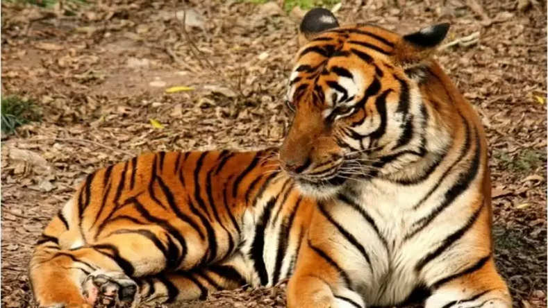 बांधवगढ़ टाइगर रिजर्व में साल भर से लगातार हो रही बाघों की मौत