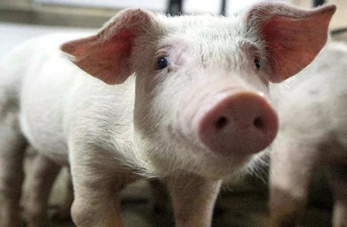 MP: मध्य प्रदेश के शिवपुरी में 2000 सूअरों की संदिग्ध मौत से हड़कंप, एक्शन में सरकार