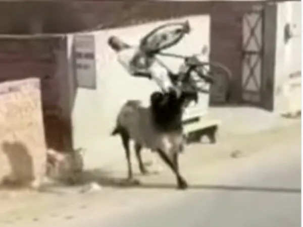 गुस्साए सांड ने साइकिल सवार बुजुर्ग को उठाकर पटका, देखिये रोंगटे खड़ा कर देने वाला वीडियो