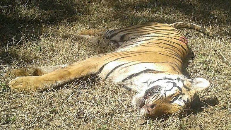 Seoni News: मध्यप्रदेश के सिवनी में करंट की चपेट से बाघ की मौत, NTCA की गाइड लाइन के तहत किया गया पोस्टमॉर्टम