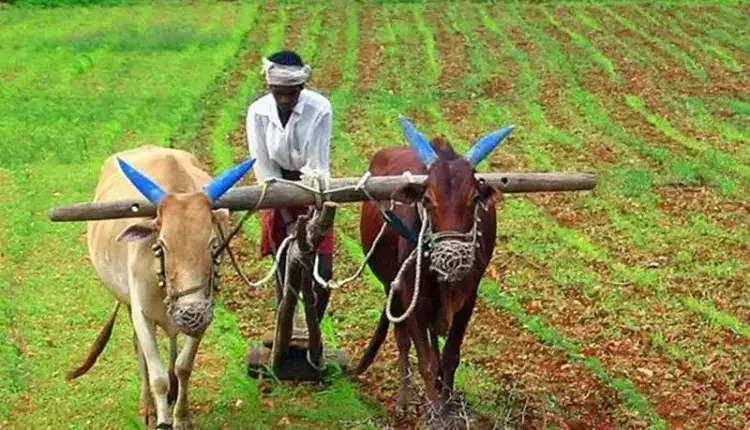 MP News: किसानों के लिए जरुरी खबर, चना-सरसों और मसूर का उपार्जन 25 मार्च से, ये रहेंगे नियम