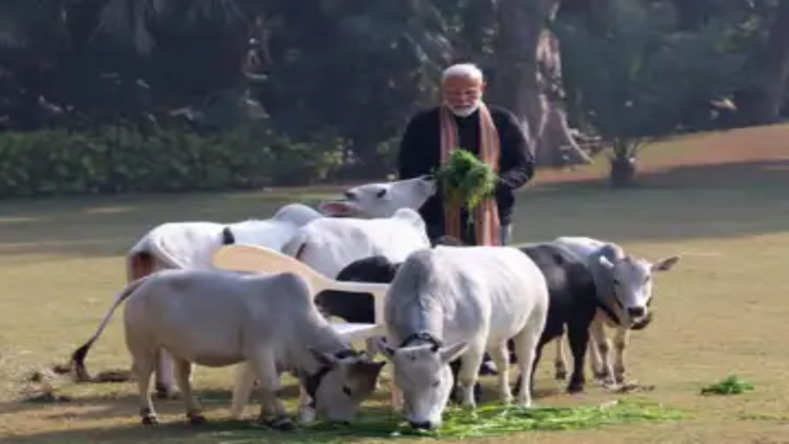 Makar Sankranti: पीएम मोदी ने मकर संक्रांति पर गायों को कराया भोजन