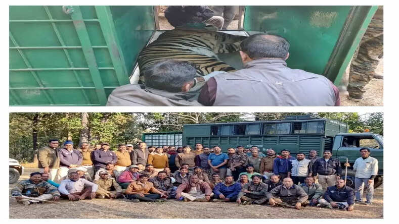  आतंकी बाघ को पकड़ कर वनकर्मियों द्वारा कोर क्षेत्र के घने जंगलों में छोड़ा गया 