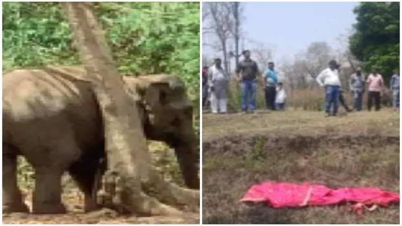 Chhattisgarh के धमतरी में झुंड से बिछड़े हाथी ने मचाया आतंक, 2 दिनों में 3 लोगों की कुचलकर ली जान