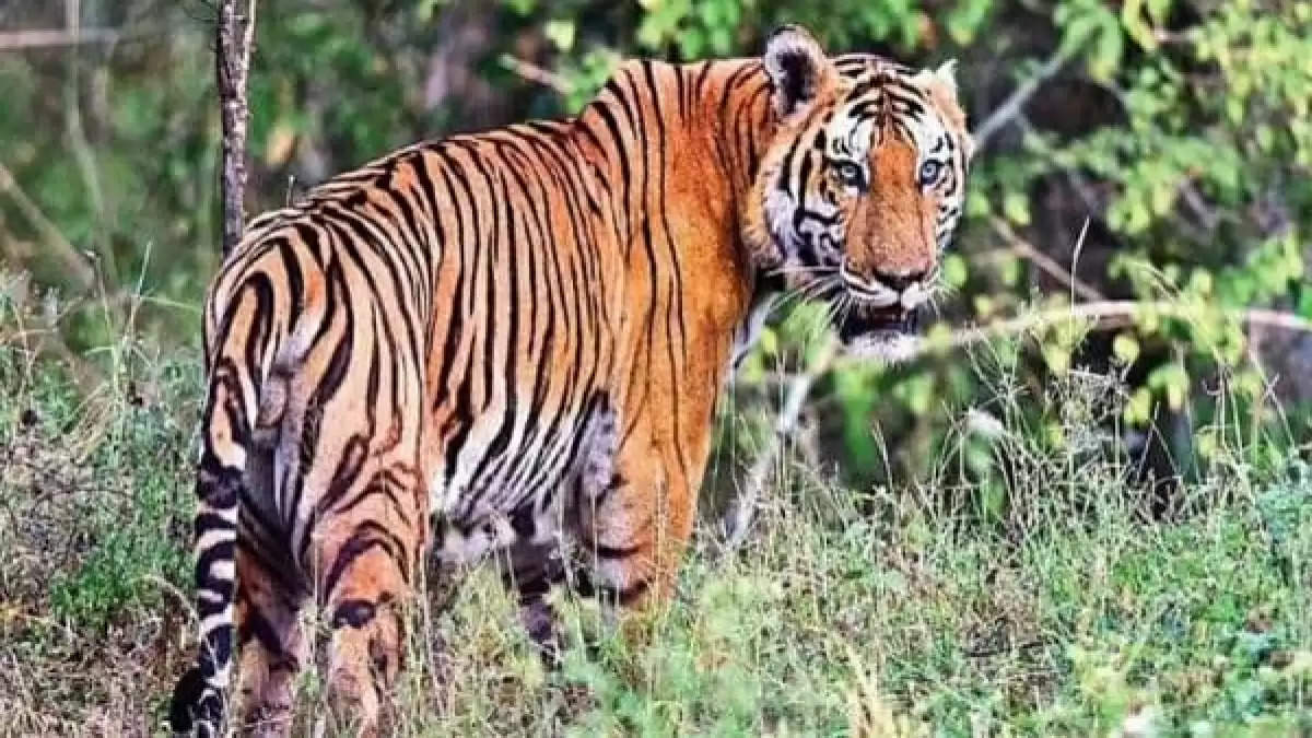MP News : बाघ के हमले में मासूम की दर्दनाक मौत