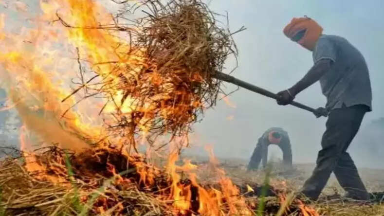 पराली 