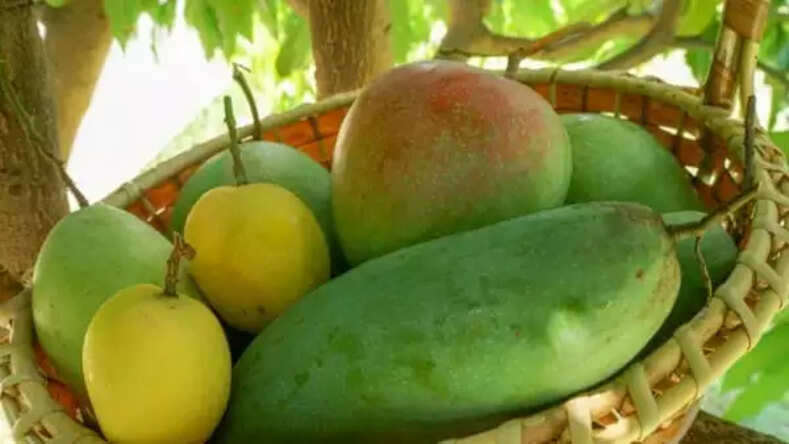 MP News: रीवा के प्रसिद्ध सुंदरजा आम और मुरैना की लोकप्रिय गजक को मिला GI टैग, सीएम शिवराज ने दी बधाई